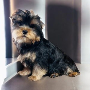 9 week old yorkie