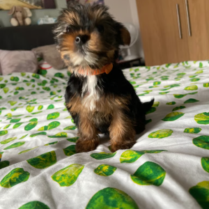 ZOEY 8 Weeks Female Yorkie