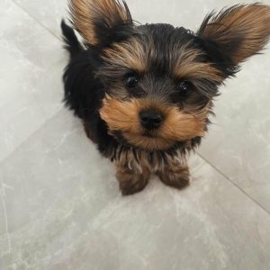 Oxy Male yorkie puppy