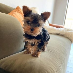 Polly Female yorkie