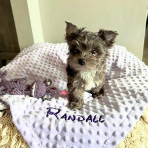 Randall Male yorkie