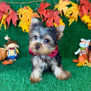 HEAVEN Female Yorkie