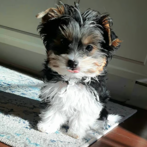 SAMMY Female yorkies