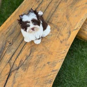 CHLOE male yorkie