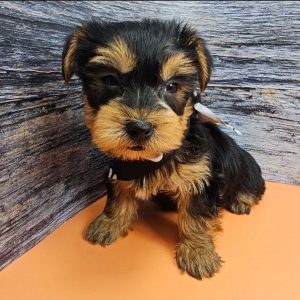 Dexter 13 weeks old male puppy