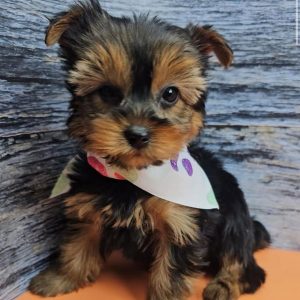 Maple a female puppy