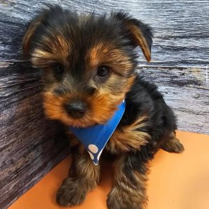 Lilo 13 weeks female yorkie puppy